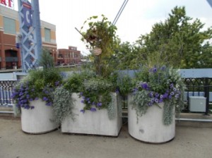 Min flower gardens on the Purple People Bridge