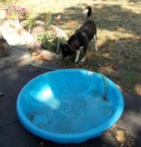 Sascha and her Husky Pool