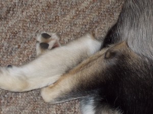 Crossed paws
