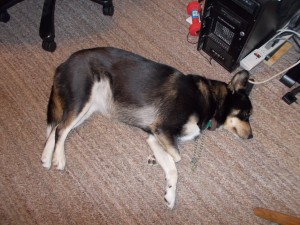 Sascha napping