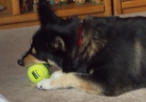Sascha playing with her new tennis ball.  Just a matter of time before the fur starts getting pulled off of it.