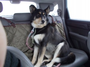 Sascha in the back seat on her way to the sled demo.  She loves to ride.  I think she gets a little car sick though.
