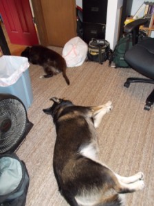Let sleeping dogs lying, especially when I'm working.