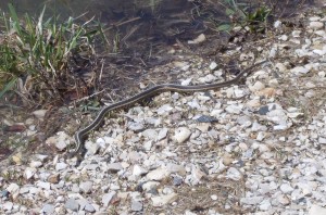This garter snake was trying to stay safe and dry.