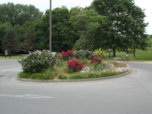 Flowers and roses in bloom at the Falls of the Ohio visitor's center.