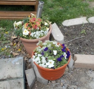 Adding a little color to the small pots on the patio.
