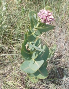 I still need to find out what this beautiful flower is called.  It resembled the milkweed, but with some differences.