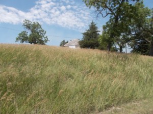 This is an example of the tall grasses on the prairie. That's the ice house at the top of the hill.