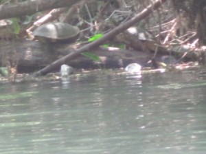 Turtles were hanging out along the river. 