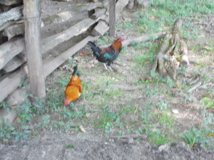 Chickens at the Farm Museum.