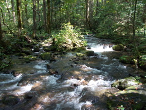 A shot of Cosby Creek on the nature trail.