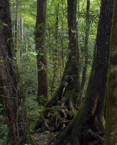 Interesting tree formation along Cosby Creek,