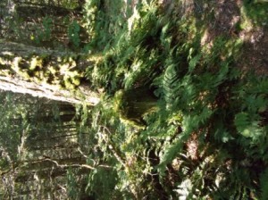 Lovely ferns along the Spruce-Fir trail.