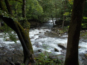 The second branch from Ramsey Cascades spills down the creek into the Little Pigeon River.