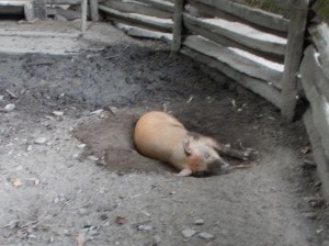 Piglet playing in mud.