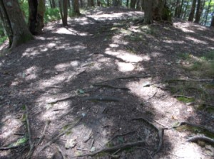Most of the paths look like this with roots and rocks.