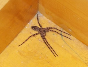 Our unexpected guest in the bathroom.  We looked it up and it seems to be a Wolf spider.  He's gone now.