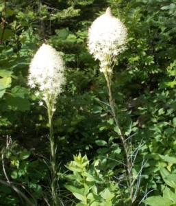Beargrass is in full bloom throughout the park.
