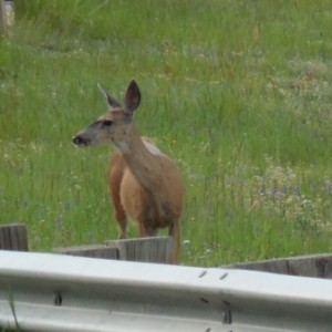 One of the many black tailed deer in the area.