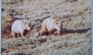 Grizzlies on plaque at Cameron Lake