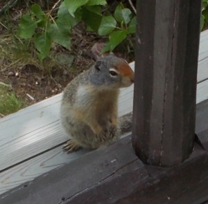 Uninvited ground squirrel trying to join us for lunch.