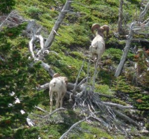 Rams on the mountainside at Appostaki Falls.