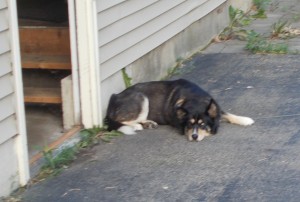 Sascha in her spot by the small garage door.