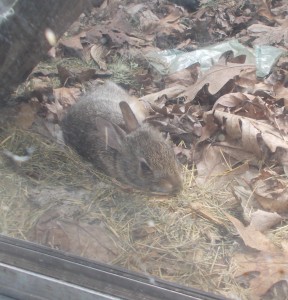 A baby bunny in the window well of the basement.  This is looking from the basement out.
