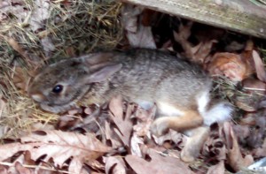 Rick took this one of the bunny before we started the rescue operation.