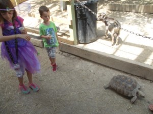 Following the turtle around the zoo.