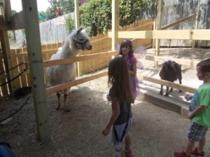 Making friends with the llama.