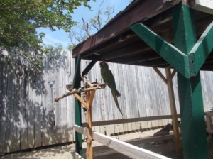 Parrot at the petting zoo.