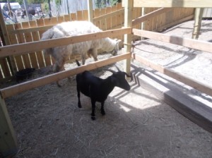 Llama and goat in the zoo.
