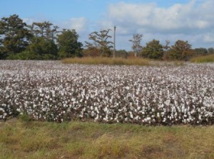Cotton field on our drive down old Hwy 61 to the festival.