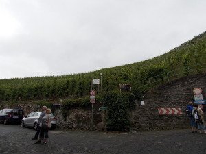 Vineyard right outside of the city gate in Bernkastel.