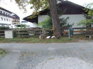 Church ducks outside of St Martin's quaking at everyone, or having choir practice.
