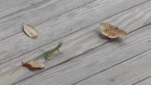 Lizard chasing a moth