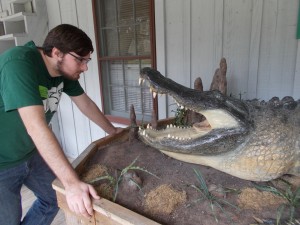 Rick versus Massurat the gator