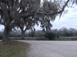 Spanish moss in the Southern oaks
